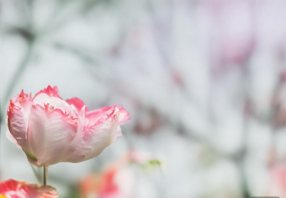 中国篮球联赛经典对决：广东队VS同曦队深度解析